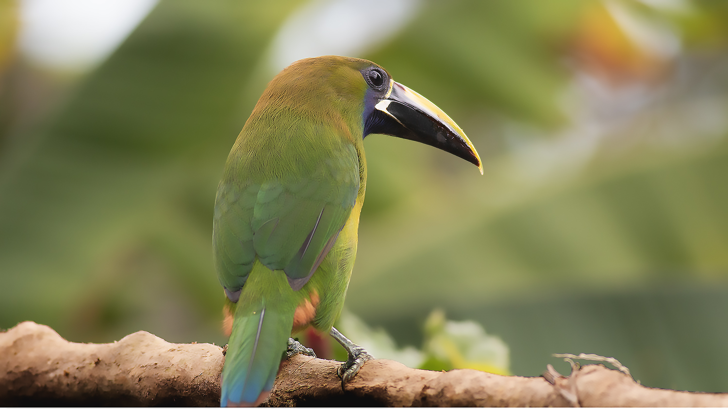 Northern Emerald-Toucanet